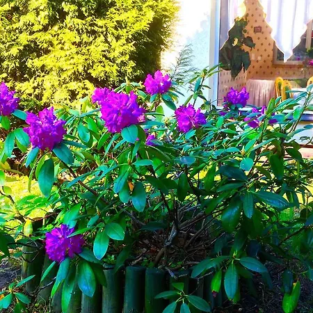 I Restauracja Sara بولانيكا- زدروي